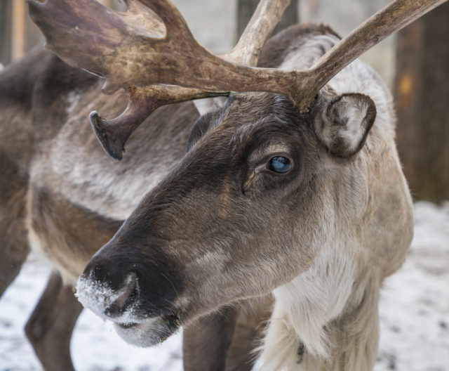 GISMETEO.COM: Why do reindeer eyes change аt Christmаs? - 8 january