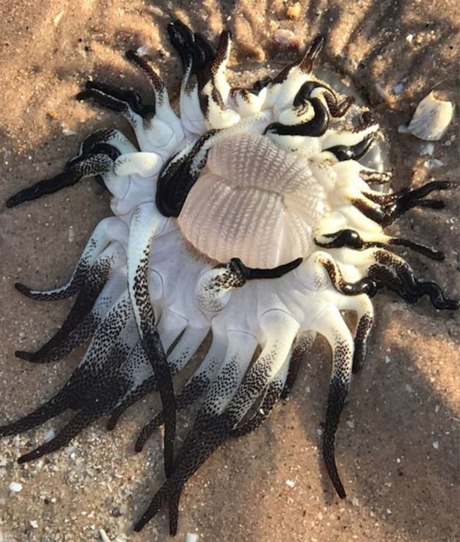 GISMETEO.COM: Bizarre sea creature found on Australian beach: photo ...